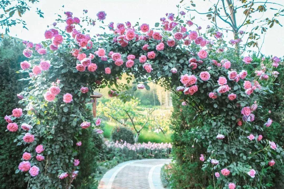 槽糕,是心动的感觉!这个神秘花谷正在悄然绽放!走,去拍照~