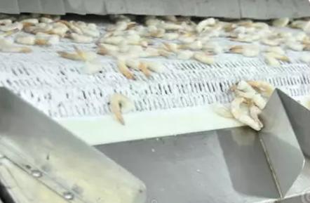 特别鲜美的虾仁你值得拥有,又白又嫩水晶虾仁