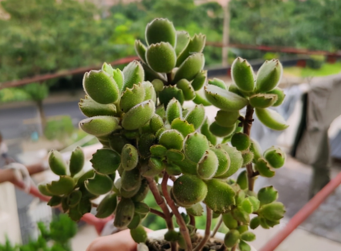 比较可爱的多肉植物,又萌又可爱的多肉植物