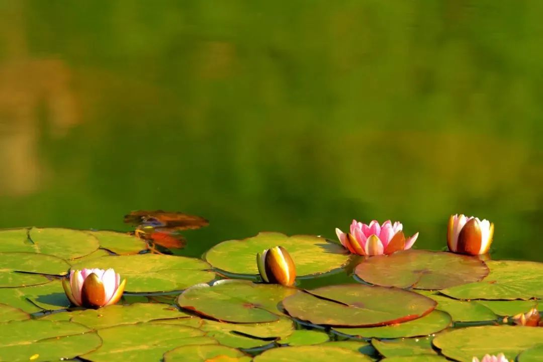 睡莲的生长过程资料,睡莲的生长变化过程