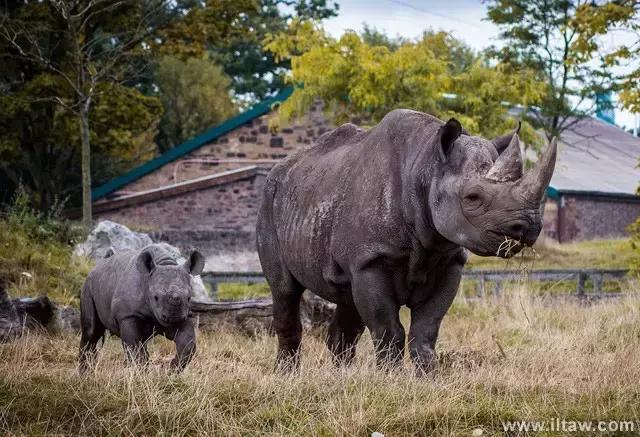 犀牛是否是牛科动物,动物大百科介绍之犀牛