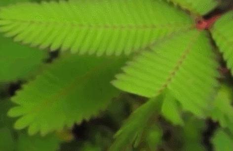 植物的能量和疗愈,植物的灵性和疗愈的力量