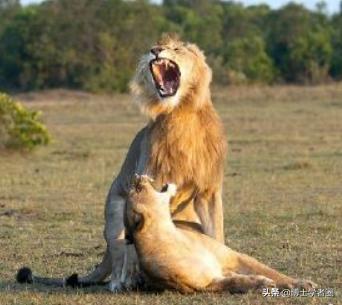 母狮一天发情40次，还追着公狮咬蛋蛋？根本不是这样啊....