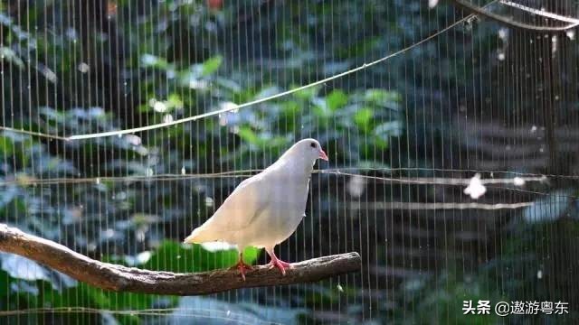 深圳南山区青青世界视频,青青世界深圳热带雨林