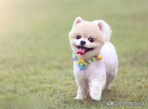 分享养猫咪日常生活习惯的铲屎官,铲屎官诱骗猫咪多喝水的7大招术