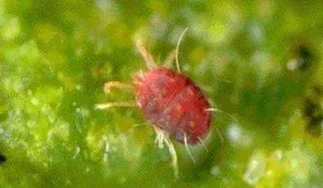 樱桃防治虫害的方法,樱桃虫害防治绝招