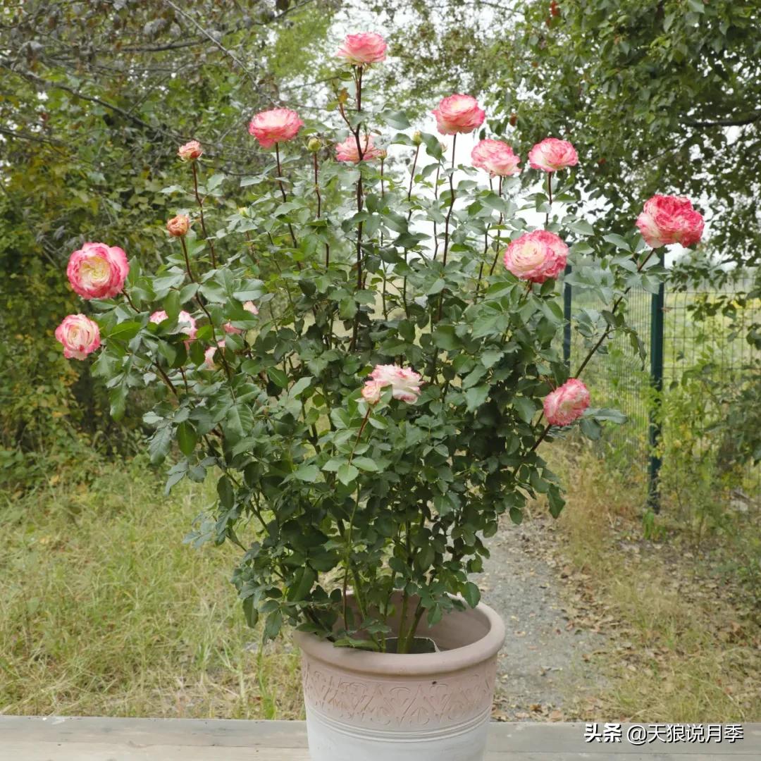 不容易，天狼自育终于打折了！空蒙只要50不到！