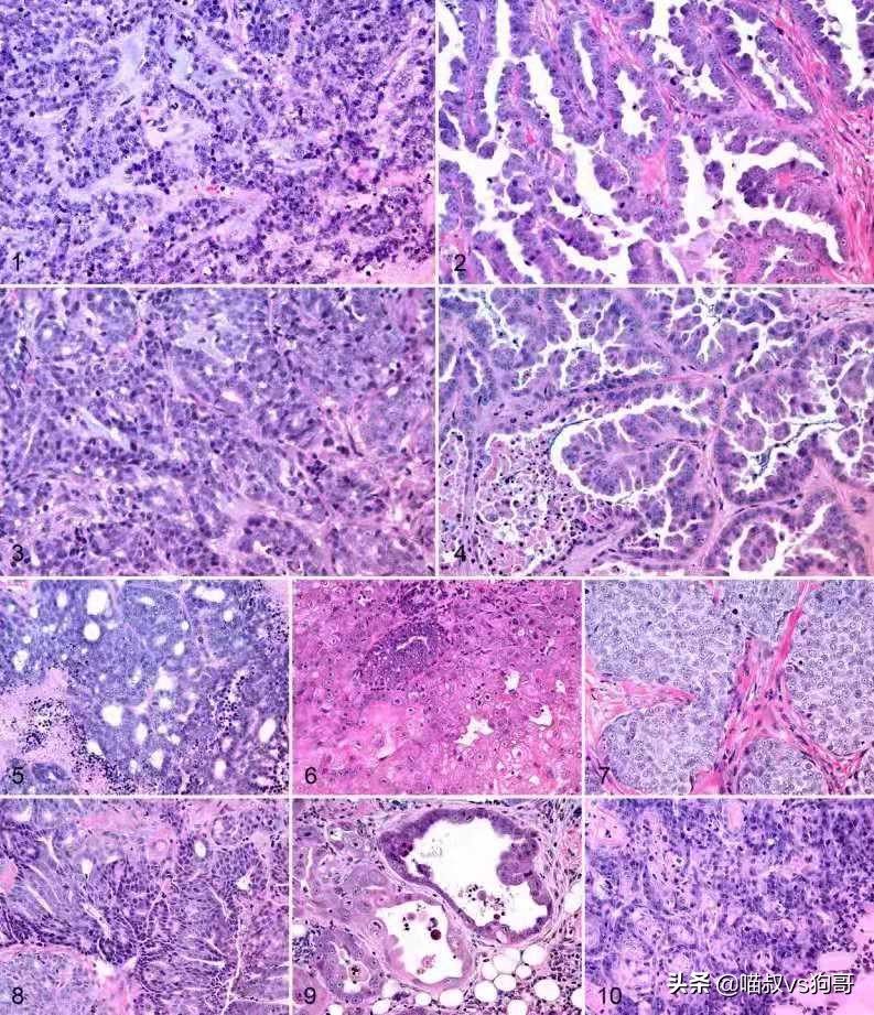 猫咪乳腺炎肿块一般多久才会消掉,猫奴都该知道的猫咪医疗保健知识