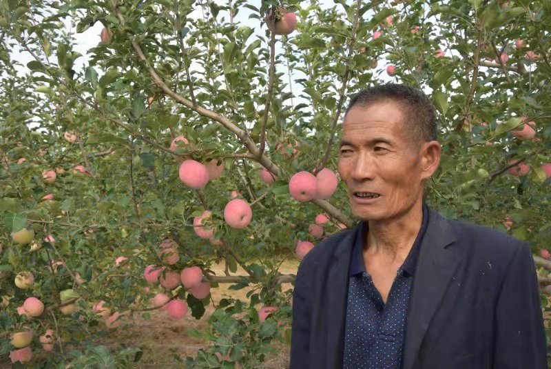 愁坏果农，摘袋后果面不干净怎么办？喷施免疫膜果面换新颜……