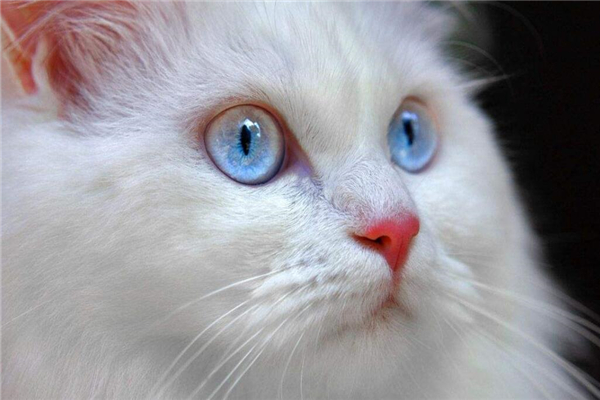 安哥拉猫适合吃什么猫粮,幼年波斯猫吃什么猫粮