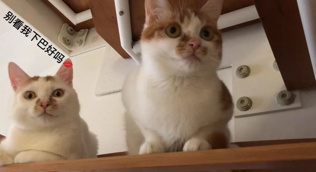 猫咪黑下巴红霉素和凡士林用多少,猫咪总是流棕色眼泪还有点黑下巴