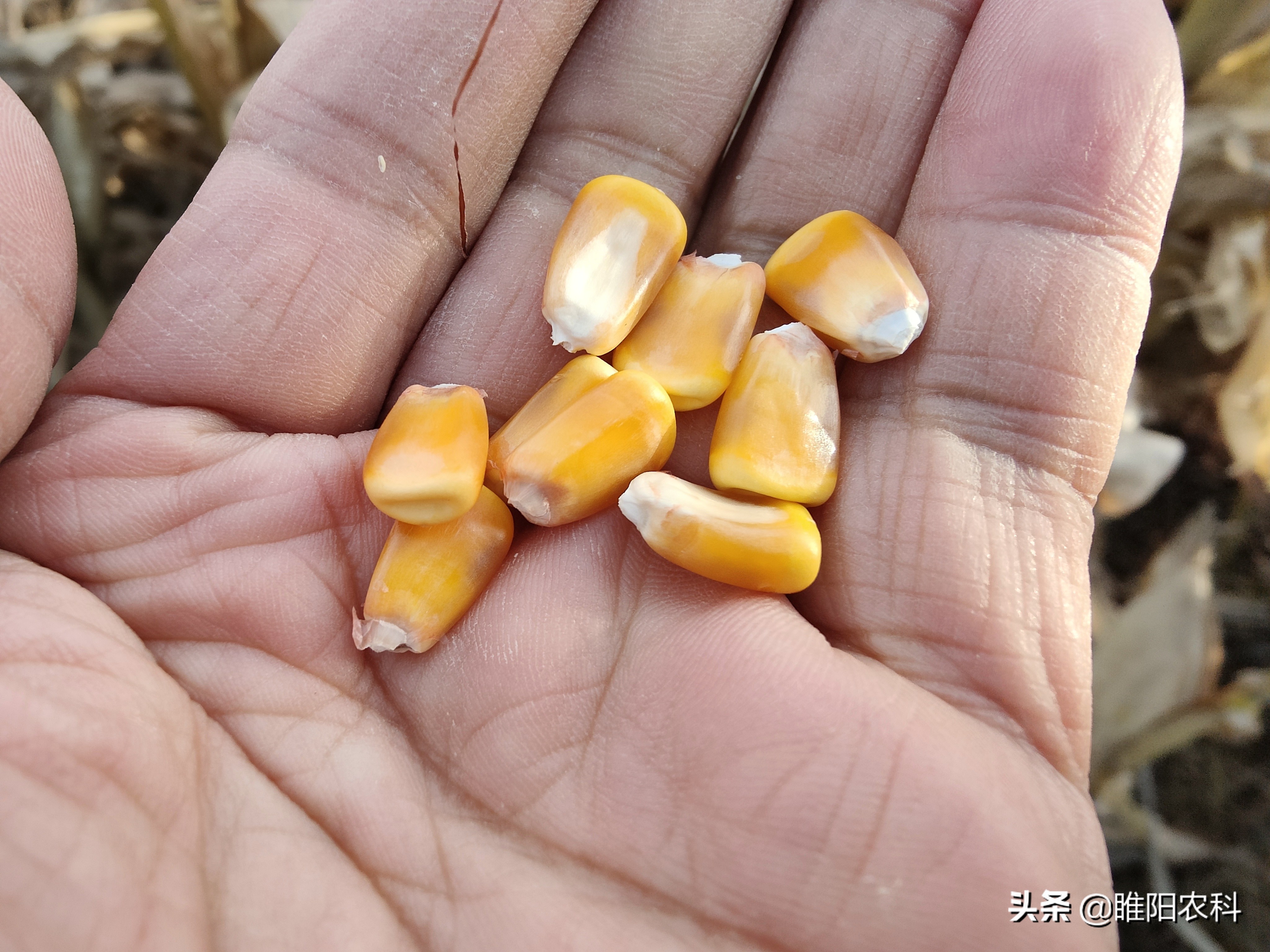 一亩玉米能产3000斤,一亩玉米地亩产可以达到1500斤吗