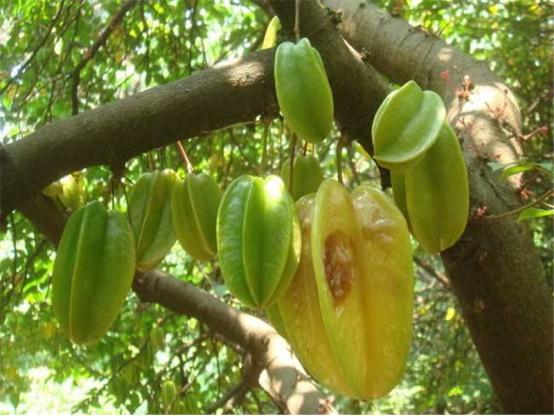 三年树的杨桃怎么样管理,杨桃管理技巧视频