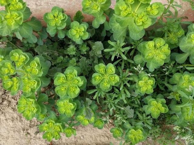 五朵云野草图片,五朵云野草图片大全