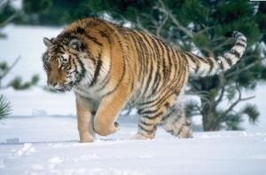 中国黑龙江省的所有市,中国黑龙江介绍