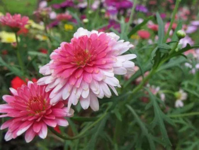 美丽的少女藤本月季,玛格丽特少女之花