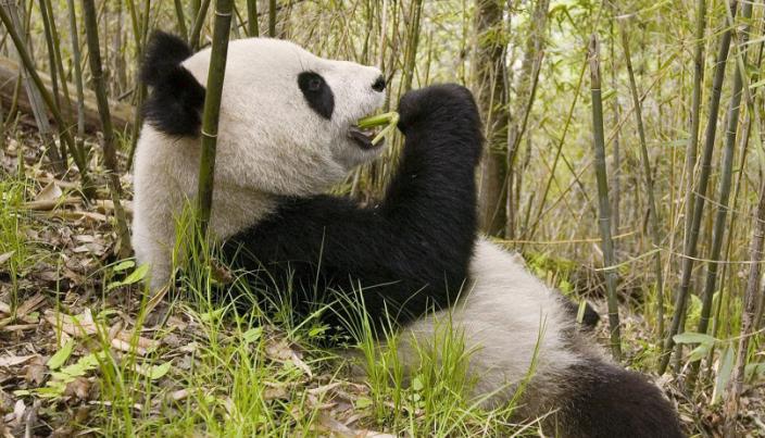 大熊猫在上古时代当过蚩尤的坐骑,蚩尤的坐骑大熊猫片段