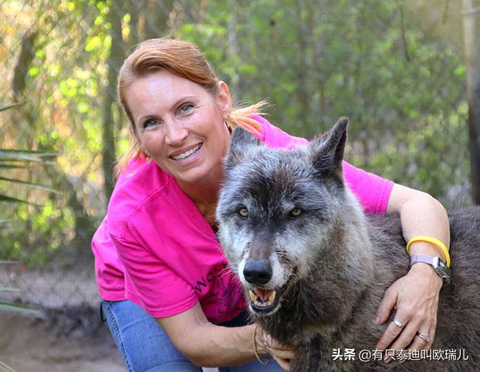 狼犬被嫌弃,被遗弃的大狼犬