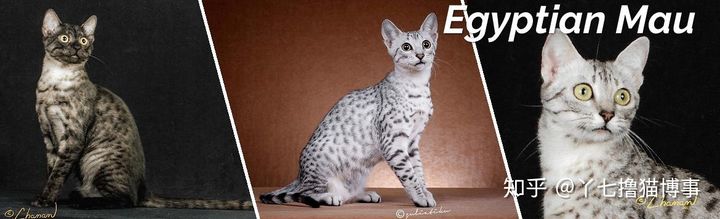 有哪些好看的家养猫,最适合家养的猫咪品种不掉毛