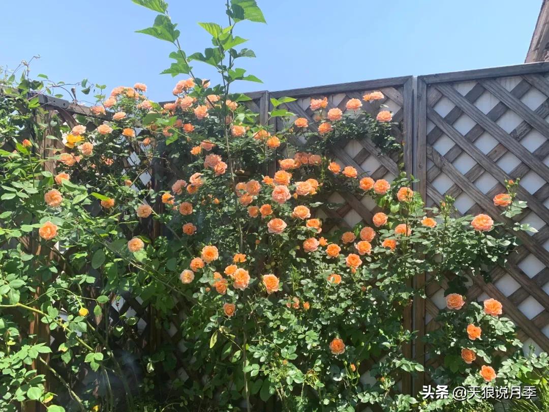 月季花是时候展现真正的技术了 (开春的第一波月季花就这么过去了)