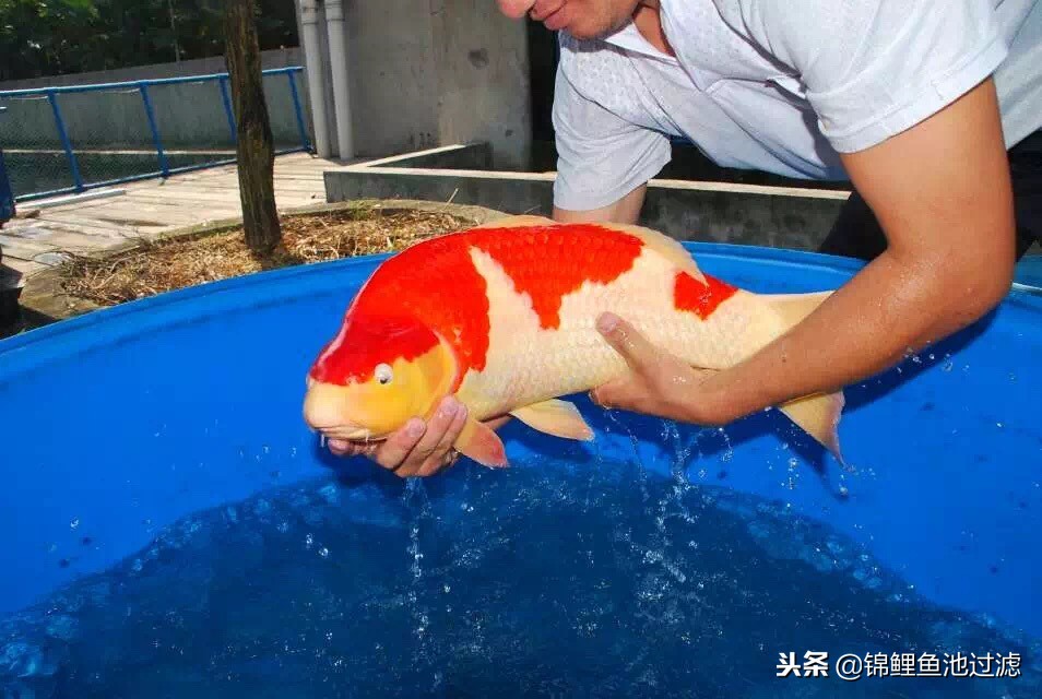 锦鲤怎么转水最好视频教程,锦鲤怎么用盐和黄粉转水