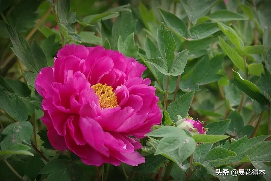 牡丹和观赏牡丹区别,牡丹的形态特征与什么花不同