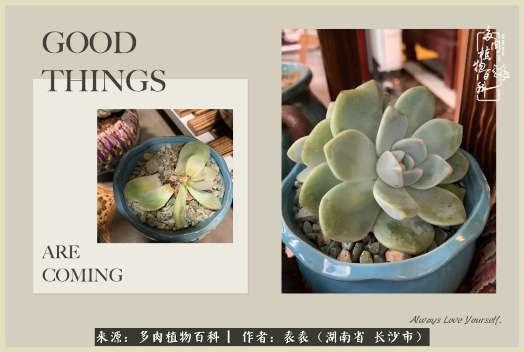 栽花种草的岁月，万物生长之阴晴圆缺