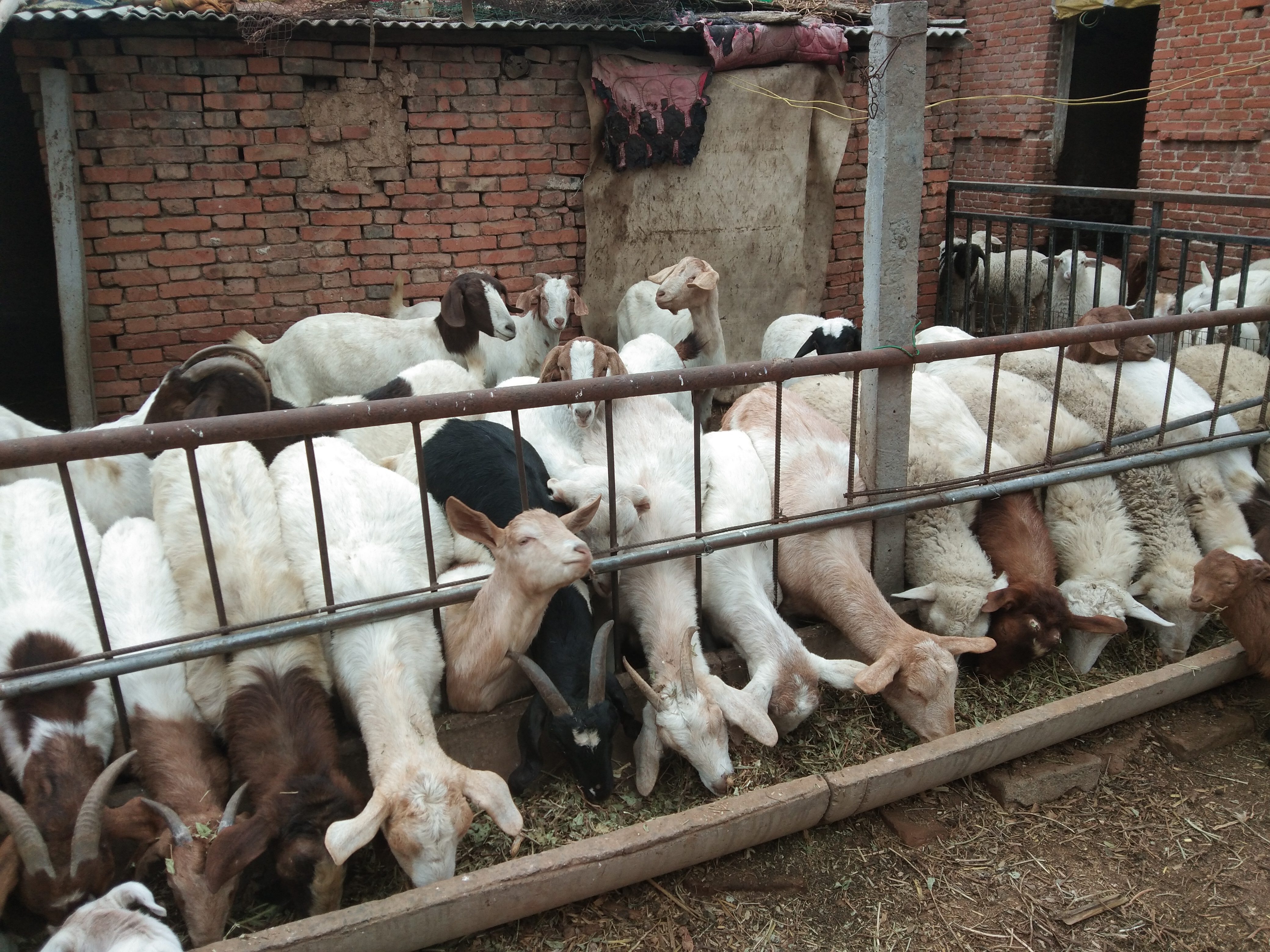 养羊家中常备哪些药,养羊必备的五种药