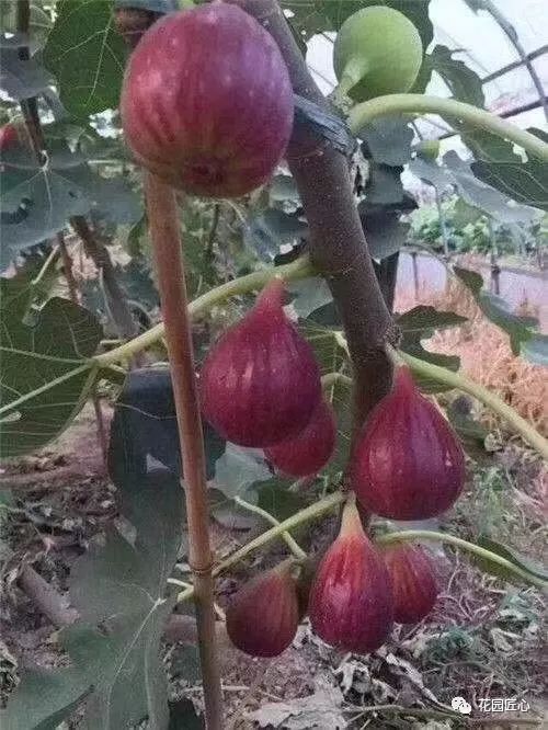 想自己种一棵树,想种自己的树