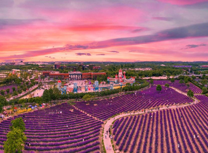 上海最大薰衣草公园,上海薰衣草公园迪士尼