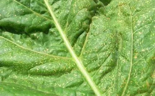 北大院长讲史：第一株病毒是如何被人类发现的？|赛先生