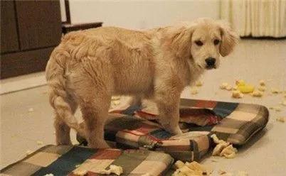 狗狗没人在家就乱咬东西,狗狗乱咬人乱扑人怎么治