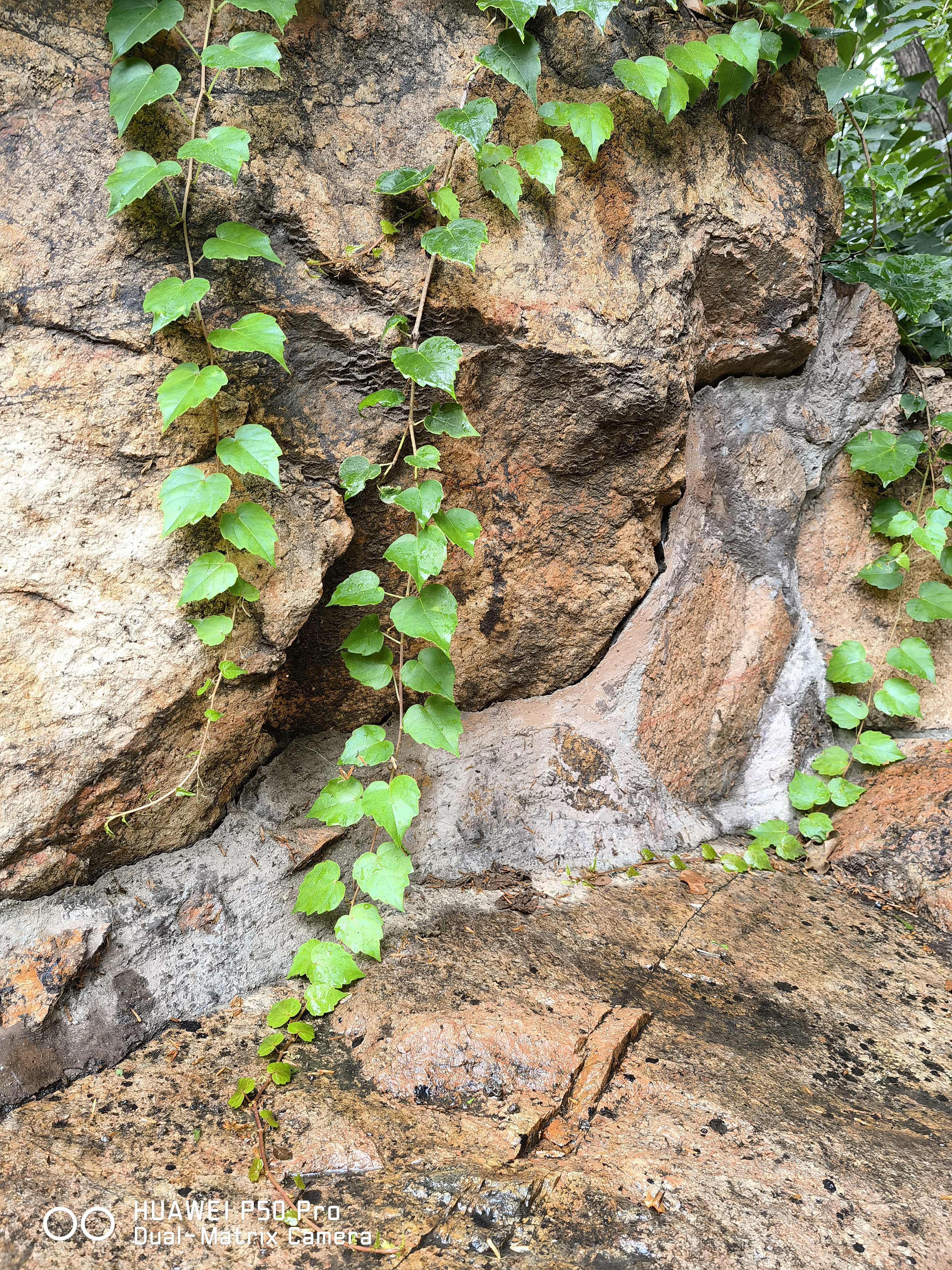 华为p50pro实测,华为p50pro变焦测试