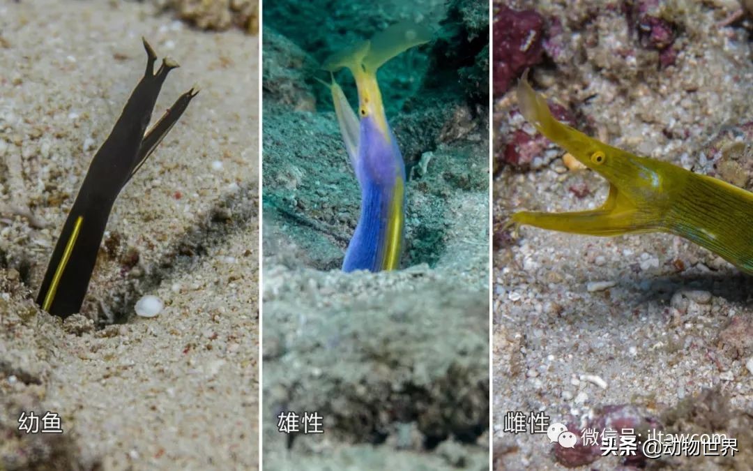 花里胡哨的淡水鱼,奇形怪状的海洋鱼