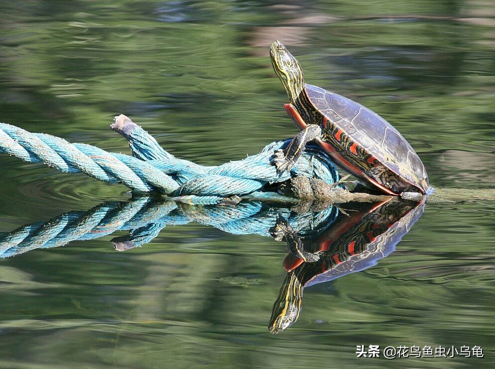 东锦龟和西锦龟长大后哪个好看,南石龟什么颜色最好看