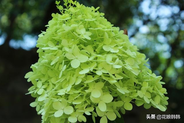 圆锥绣球花后修剪和冬季修剪,绣球无尽夏修剪没有芽点怎么修剪