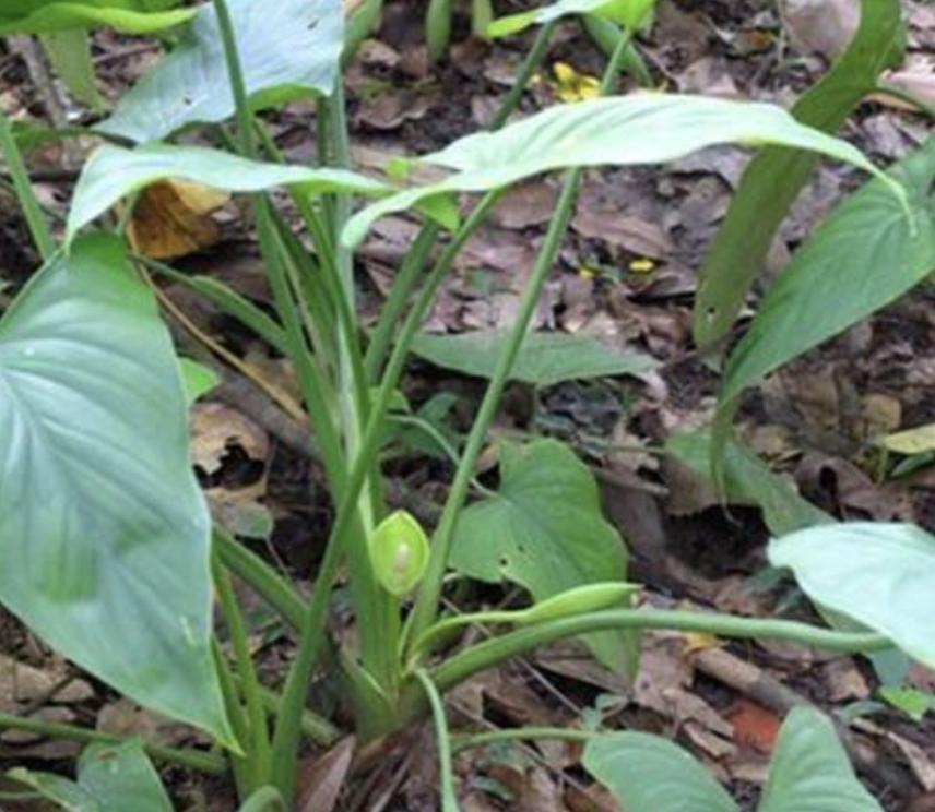 1种“杂草”，生于山坡下，以往叫它“千年健”，根茎值钱、珍贵