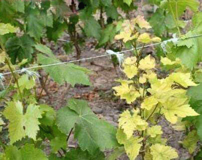 新栽葡萄树苗如何管理,刚种的葡萄苗怎样管理