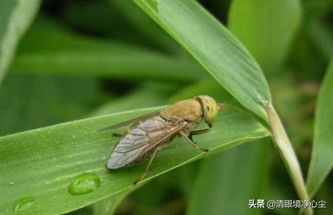 十大常见昆虫农村常见的20种昆虫,10种在家里可以找到的可怕昆虫