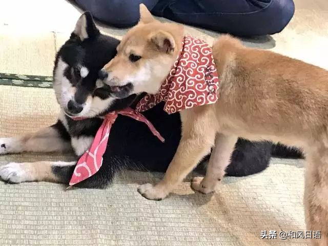 日本迷你猪咖啡厅,日本街头超有人气的猫头鹰咖啡厅