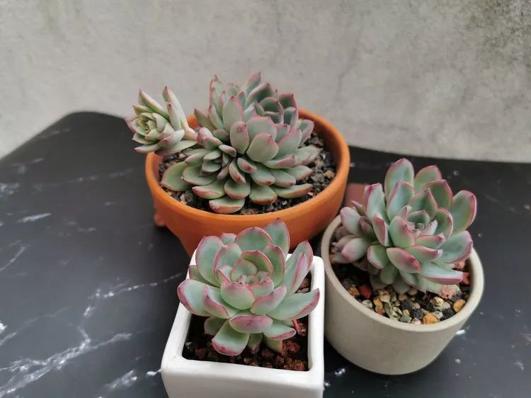 我和多肉,我与多肉