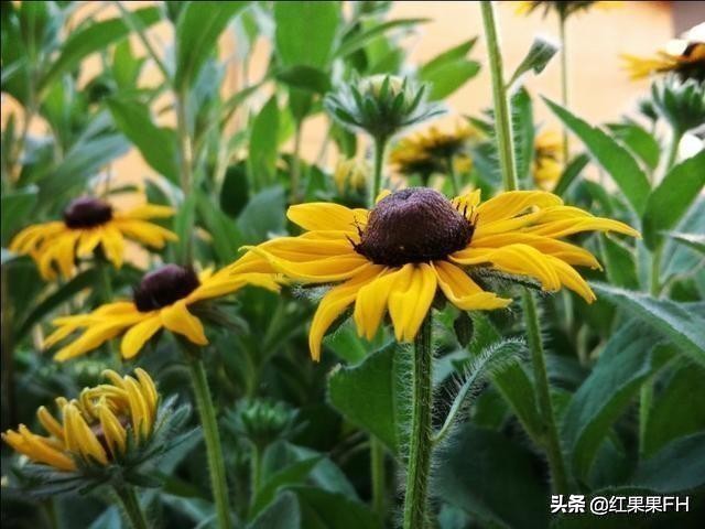 黑心金光菊和全缘金光菊的区别,黑心金光菊雌雄同株还是雌雄异株