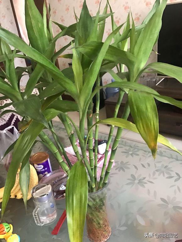 水培富贵竹,时间长了有异味,盆内长出绿藻,学学换水小技巧