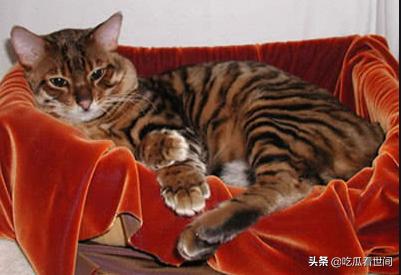 最贵的十种猫波斯猫,行走的人民币布偶猫