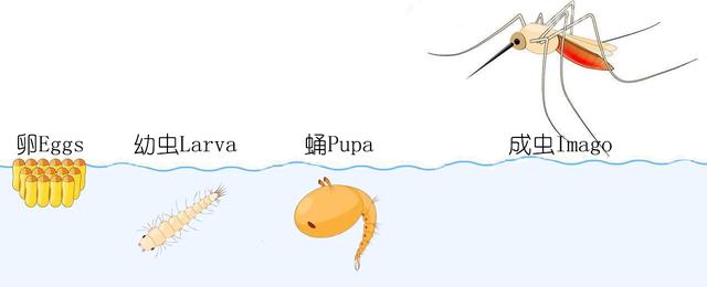 夏天捕捉蜻蜓,夏天捉飞虫