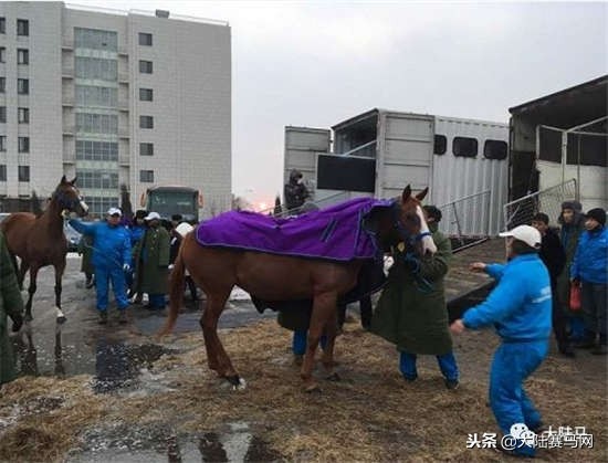 莱德马业集团马匹繁育有限公司,新西兰动物遗传育种企业