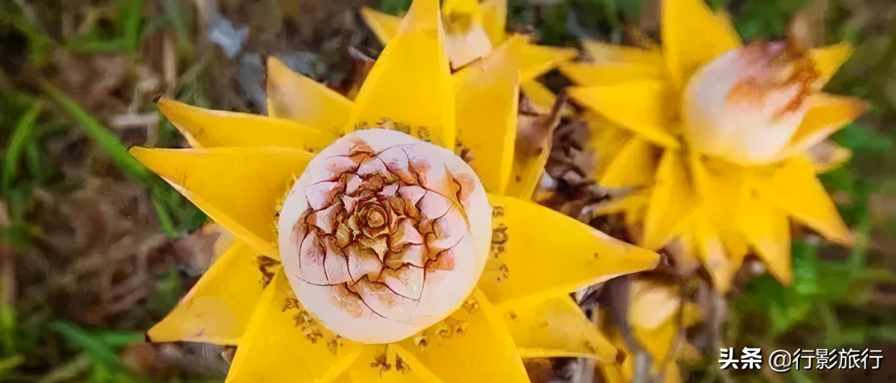 云南的西双版纳州怎么样,云南西双版纳景区怎么样