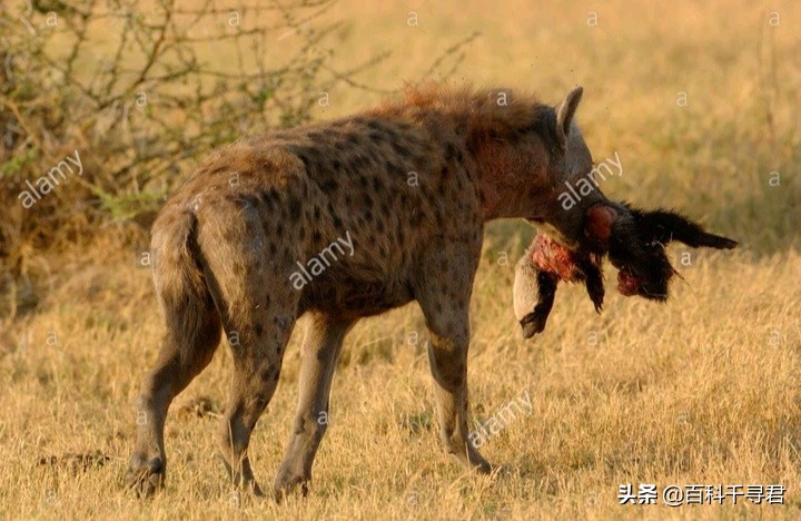 蜜獾的生存能力真有那么强吗,蜜獾为何无所畏惧