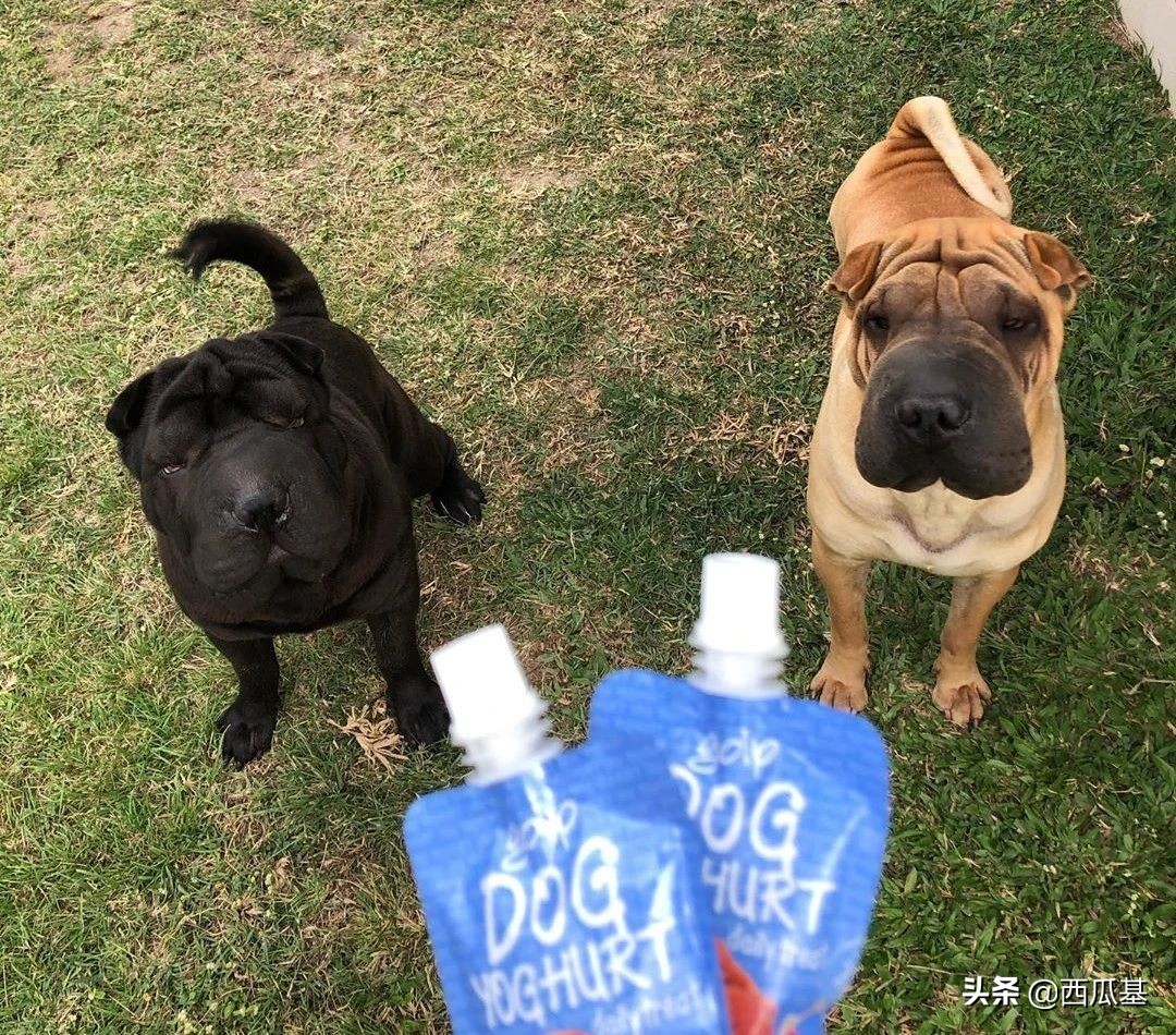 狗狗喝牛奶正确方法,狗狗喝益生菌怎么喝