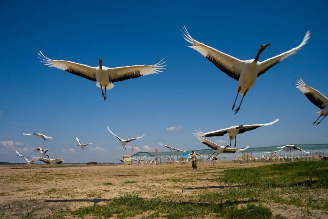 仙鹤起舞水粉画,仙鹤起舞展翅飞